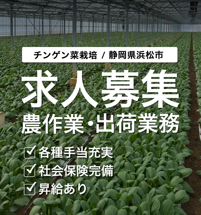浜松市の株式会社グリーン池長ではチンゲン菜の収穫・出荷の求人を募集しています。